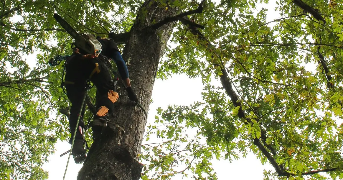 Tree Trimming & Pruning in Western North Carolina