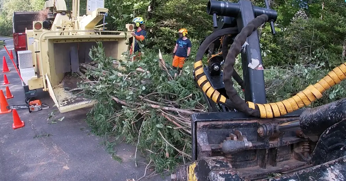 How to Find an Affordable Tree Service in Western North Carolina