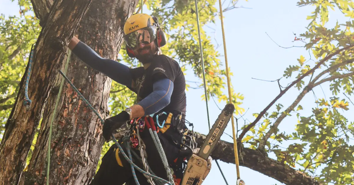 How to Find the Best Tree Service Near Me in Western North Carolina